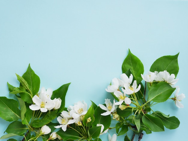 写真 ターコイズのりんごの木の花