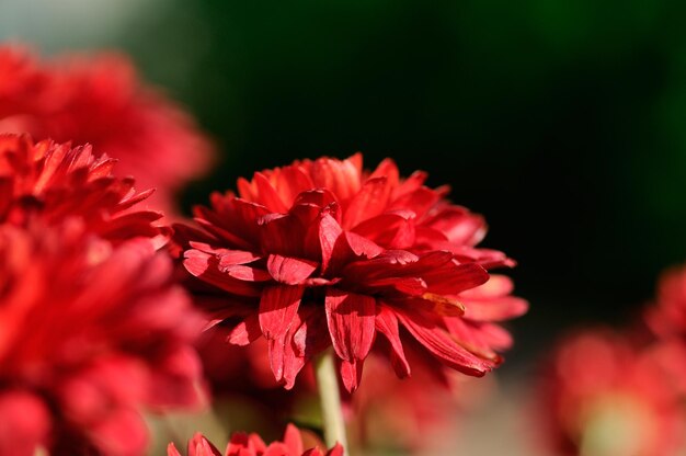 写真 クリスアンテムの花