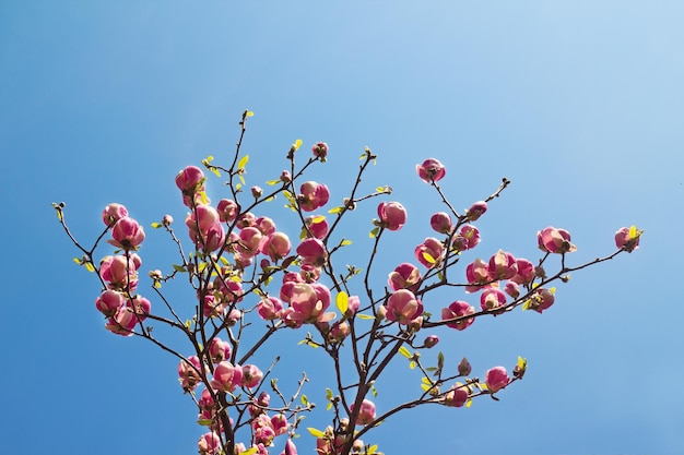 写真 春の青空にモクレンの木の花。