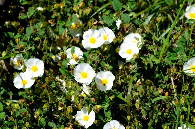 사진 <unk>나무 (cistus salviifolius) 의 꽃