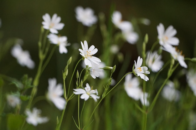 写真 スプリントの花、白と草の背景