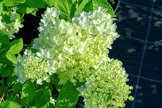 植物アジサイの花がクローズアップ