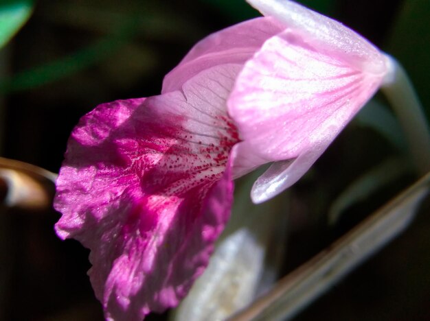 写真 香辛料の植物ボーゼンベルギア・ロトンダの花