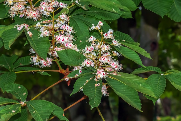 Фото Цветы дерева aesculus hippocastanum конский каштан