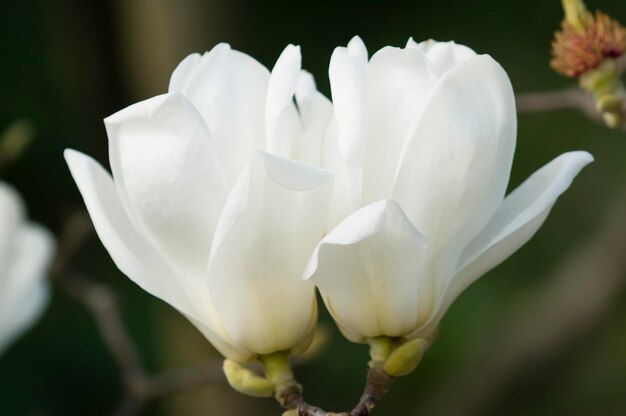 写真 白いモクレンの花 i
