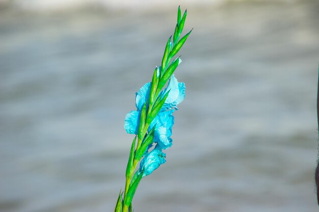 Flowers offered to iemanja during a party