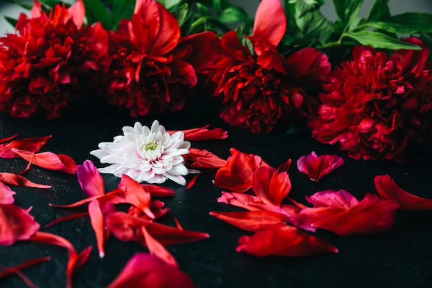 黒の背景に花。牡丹の花束。花びらが付いた完璧なフラットレイ。幸せな母親の休日のはがき。国際女性の日の挨拶。広告の誕生日のアイデア。招待。