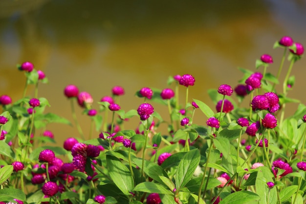 写真 庭の花