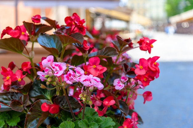 写真 レストランのテラスの花