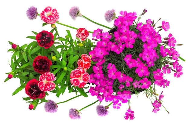 Flowers onion chives and carnation isolated on white background