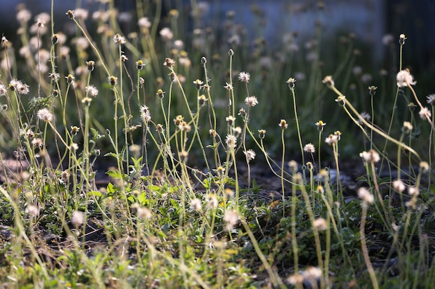 開いている草の中の花。自然の背景