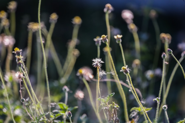 Foto fiori nell'erba aperta. sfondo naturale