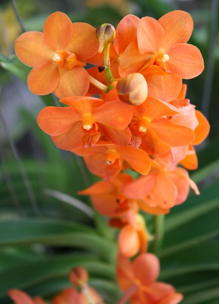 Flowers of orange orchid