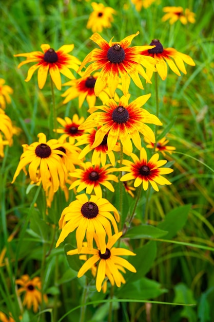 Flowers orange rudbeckia Blooming beautiful flowers of orange rudbeckia Blackeyed Susan flowe