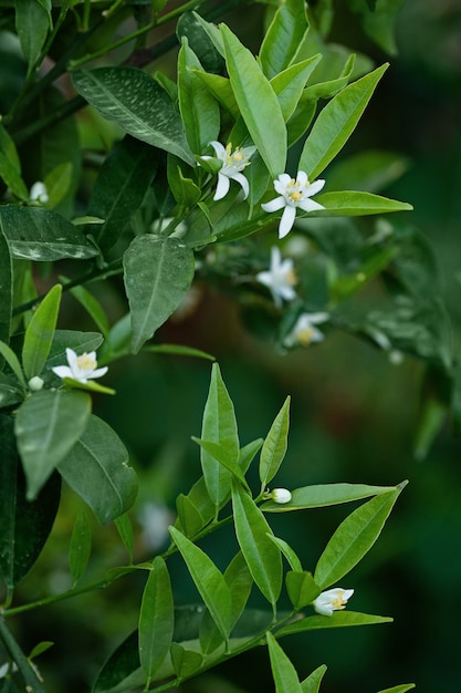 Flowers of an orange tree among leaves. Close up.