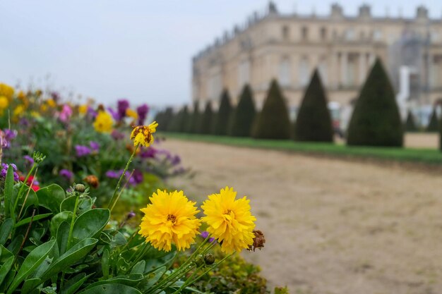 The flowers in palace of Versailles