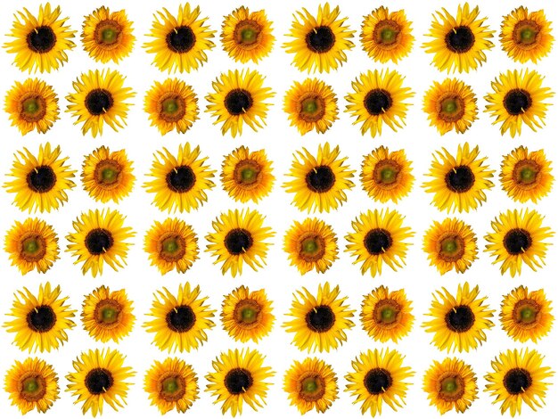 Flowers Pattern background