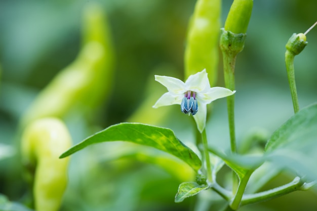 Flowers of the pepper