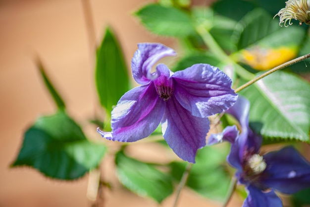 庭の多年生のクレマチスのつるの花 家の近くの美しいクレマチスの花