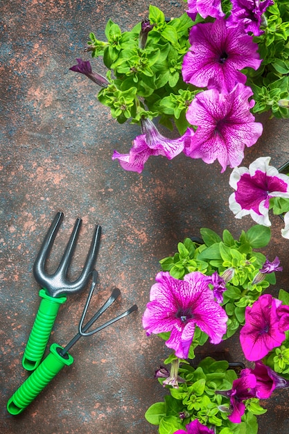 Flowers petunias and garden tools, frame on a dark background 