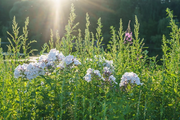 Flox di fiori nel prato sotto il cielo al tramonto sfondo sfocato natura ecologia ambiente