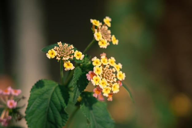 花の写真