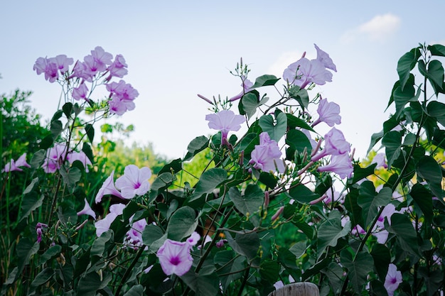 写真 花の写真