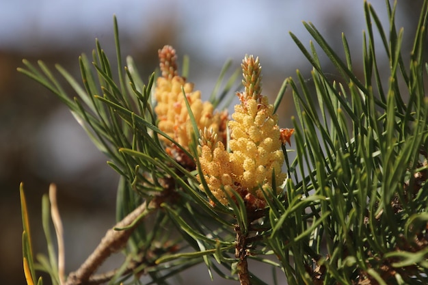 Photo flowers of pine