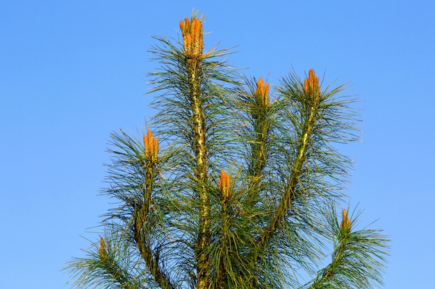 Photo the flowers of the pines.