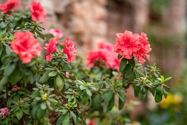 Flowers of pink azalia or rhododendron bush in spring garden closee up