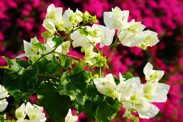 Flowers on a pink background