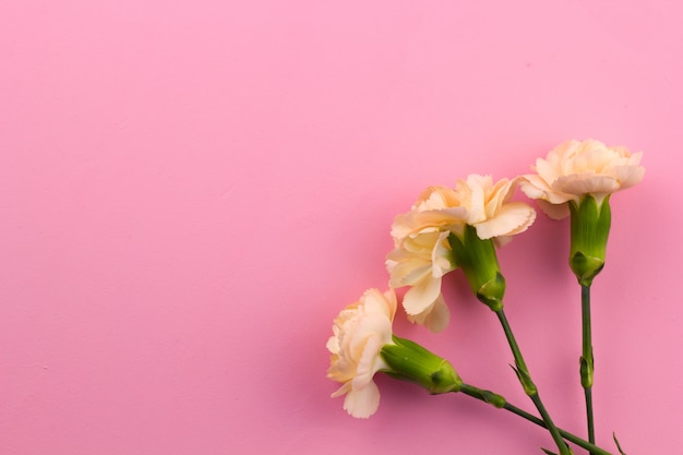 Flowers on pink background