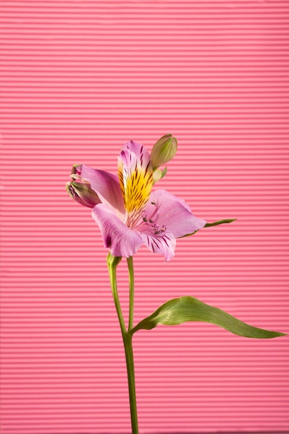 Flowers on a pink background