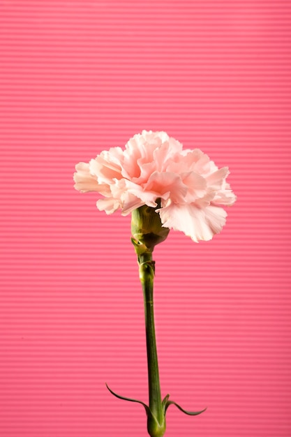 Flowers on a pink background