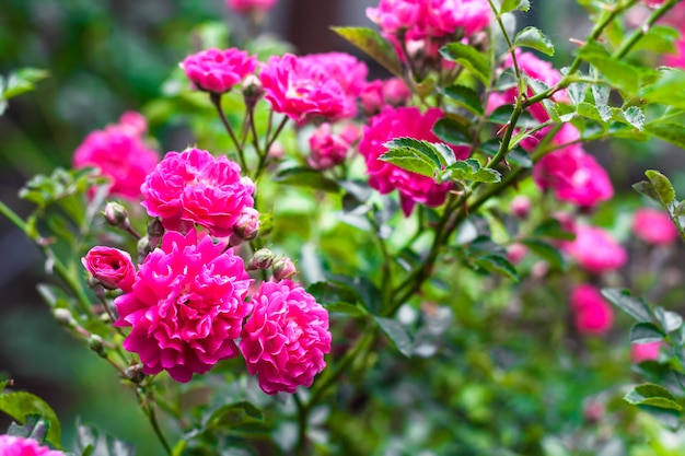 Flowers of pink climbing roses closeup