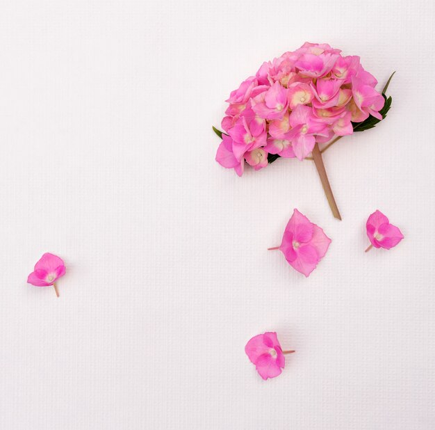 Flowers of pink hydrangea on a white background with copy space for design.