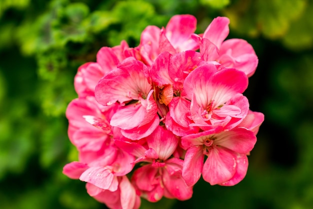 緑の葉に囲まれた自然の中のピンクの花