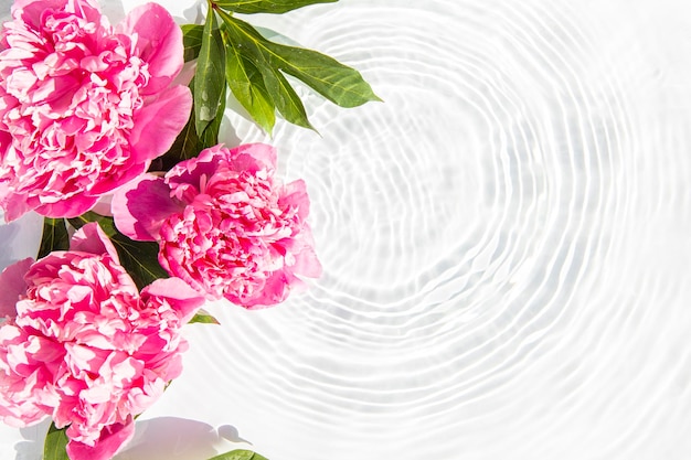 Fiori di peonie rosa macchie galleggianti da una goccia sull'acqua vista dall'alto piatto