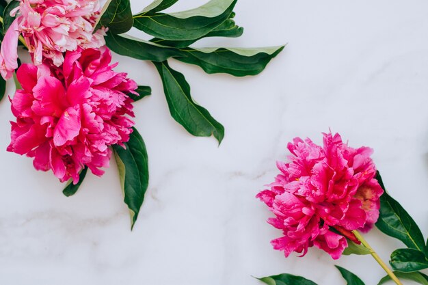 Flowers. Pink peony on the merble table