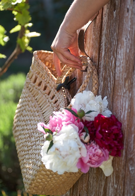 Flowers of pink red and white peonies in wicker basket on wooden table against wooden background. Women hand hold the basket with peonies.