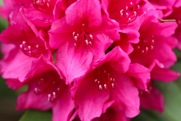 Flowers of pink rhododendron