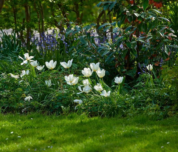 Цветы и растения, растущие на лужайке на заднем дворе или в саду летом