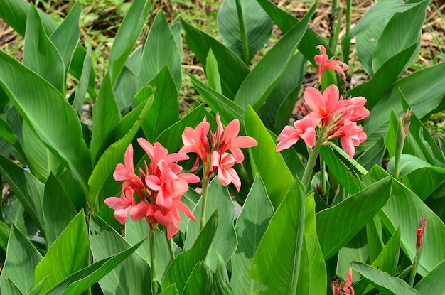 畑で育つ花と植物