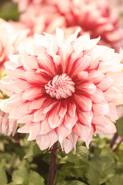 Foto i fiori e le piante hanno poteri di guarigione spirituale che possono aiutare le persone
