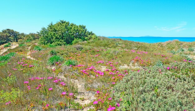 サルデーニャ島プラタモナビーチの花と植物