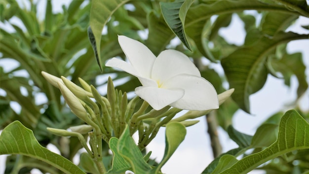 自然の葉の背景を持つプルメリア pudica の花