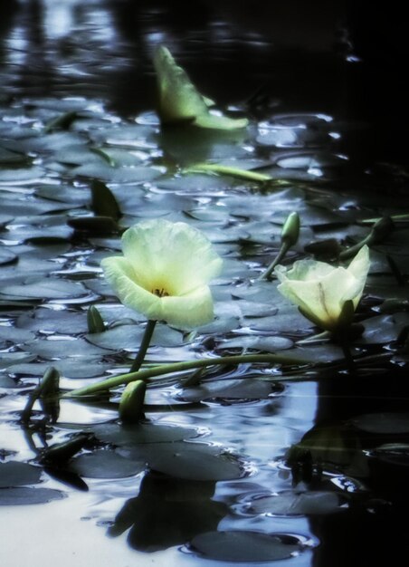 Foto fiori nello stagno