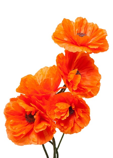 Flowers poppies isolated on a white background. Flat lay, top view