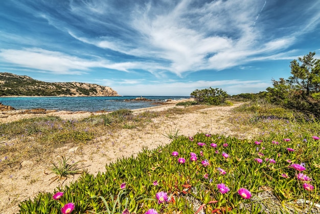 Flowers in Porto Liccia coastline