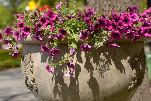 Flowers in a pot Clay gypsum flowerpot in a park with hanging pink flowers shadow